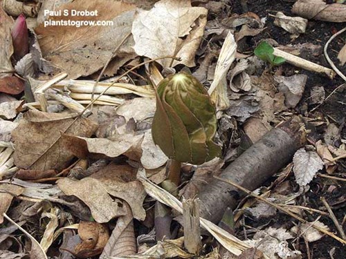 May Apple (Podophyllum pelatum)
(picture taken 4/21)