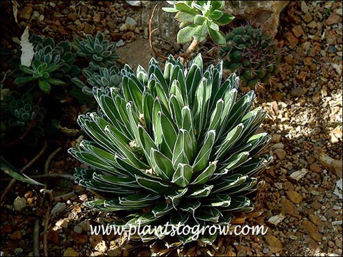 Agave Victoria, Queen Agave | Plants To Grow Plants Database by Paul S.  Drobot