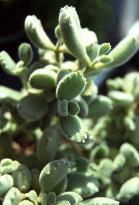 This is a close up of the paw shaped leaf.  The tips (or the toes) are tinged brown which means  the plant was given enough light.