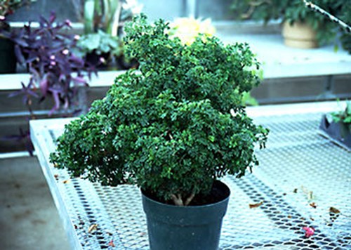 A small plant in a 8