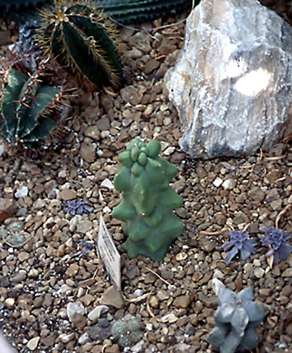 Lophocereus schotti 
Small plant