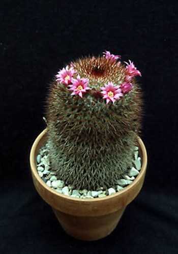 Plant is in a 6