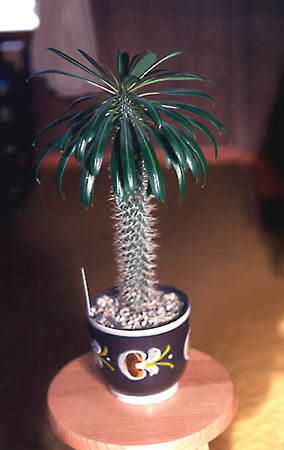 A plant in a 8" decorative pot. Note the spikes up and down the stem and how the leaves stay in a palm-like fashion on the top of the plant. This was my first Pachypodium and it was a great plant until one day a wind storm blew it across the patio and cracked it in half.