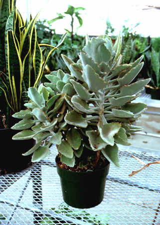 An over grown plant in a 6" pot.
