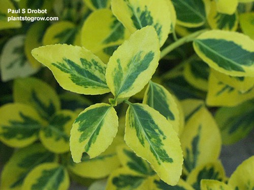 A picture of the showy foliage.