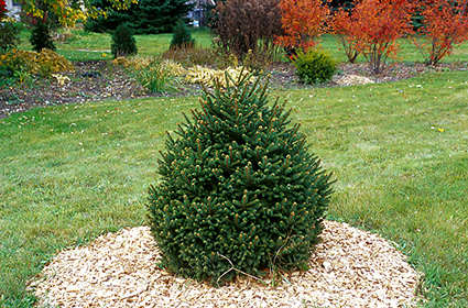 This plant is very slow growing. Puts on maybe and inch of growth per year.