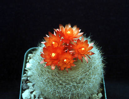A small plant in a 3-4" pot.