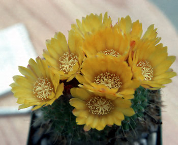 A 4" potted plant with a large cluster of flowers.