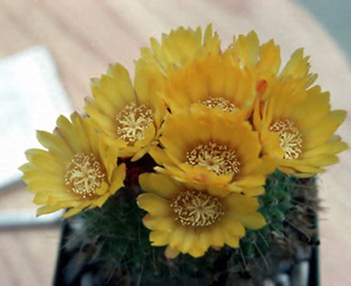 A 4