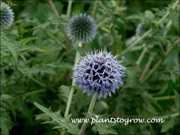 This flower is past it's prime.