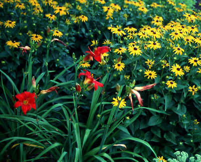 Chicago Apache grown with Rudbeckia "Goldstrum".