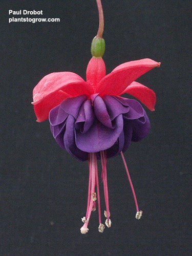 Fuchsia