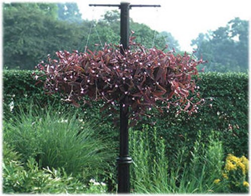 A fine specimen being grown outdoors.