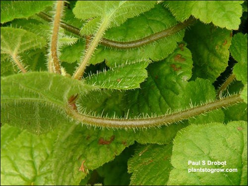 Piggyback Plant (Tolmiea menziesii) 
The bristly nature of the petioles