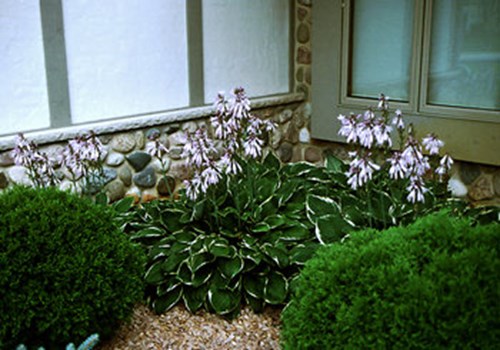 Some established plants in a shady corner.
