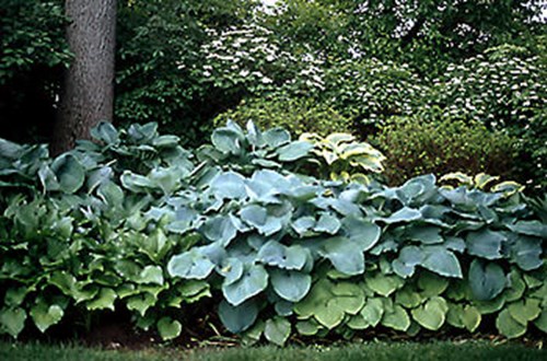 Some large Blue varieties.