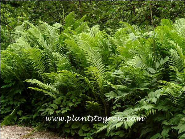 Ostrich Fern (Matteuccia struthiopteris)
An old established planting. Late in the season, SnakeRoot (Cimicifuga racemosa ) will tower above the ferns.