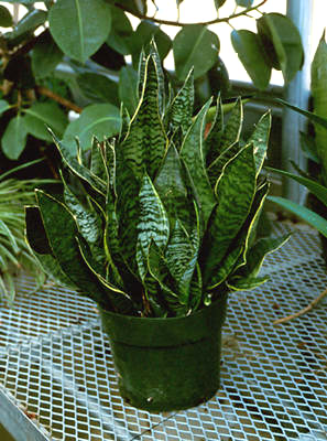 A 6" potted plant.