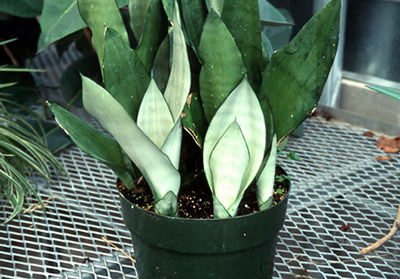 A group of new leaves.