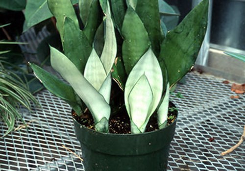 A group of new leaves.