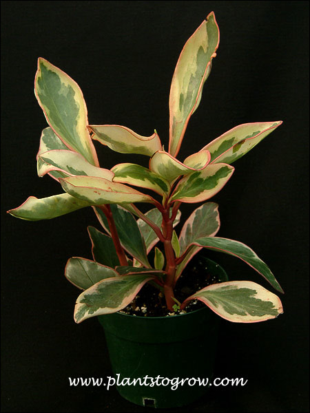 A colorful specimen in a 4.5 inch pot