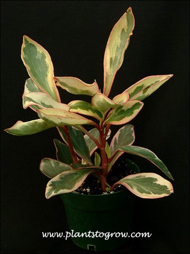 A colorful specimen in a 4.5 inch pot