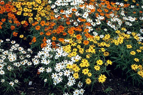 Zinnia Star mix