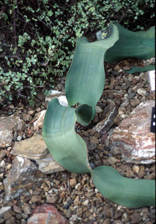 After reading about this remarkable plant for many years, it was fun to see it up close and personal.