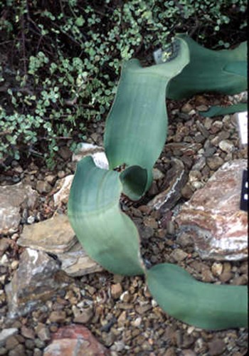 After reading about this remarkable plant for many years, it was fun to see it up close and personal.