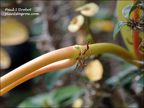 Adventitious roots from the node.