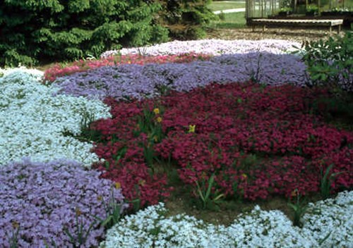 Creeping Phlox (Phlox subulata)
Note the Daffodils's growing among the Phlox.