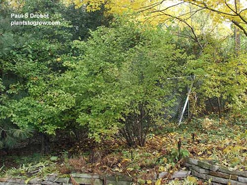 Arrowwood Viburnum (Viburnum dentatum)
 This plant has been in this shaded spot for over 15 years.  Because of the shade the flower production is low. (early October picture)