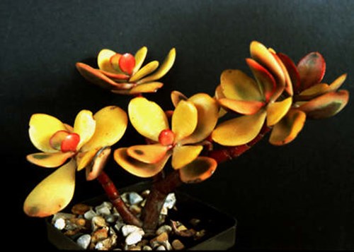 A beautiful plant that I wish I still had. It is in a 4