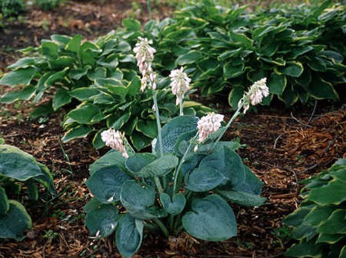 Hosta Blue Dimples 
A two year old plant in bloom. (2000)