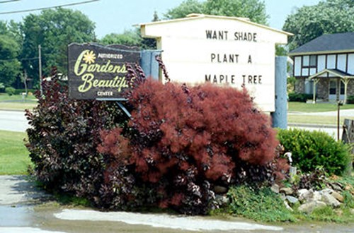 Smoke Bush (Cotinus coggygria)
For many years I worked a Bluemel's Garden Center and this purple Smoke Bush would die back to the ground each winter and regrow in the spring.