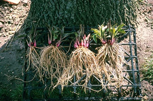 Coneflower (Echinacea purpurea)
A picture of a few plants with the soil washed off.  It is easy to see how these can be divided.