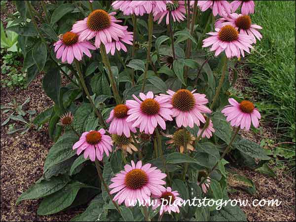 Purple Coneflower Primadonna Deep Rose Picture taken in mid-September