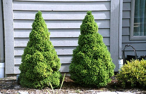 A matched pair of Dwarf Alberta Spruce on an eastern facing side of the house. These plants flourish in this site.