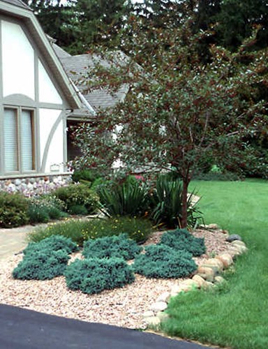 The blue color of theses shrubs, are part of the blue color theme in this front entrance planting.  The other blue comes from Hosta Halcyon, Blue Fescue, Globe Blue Spruce and a blue colored Allium.