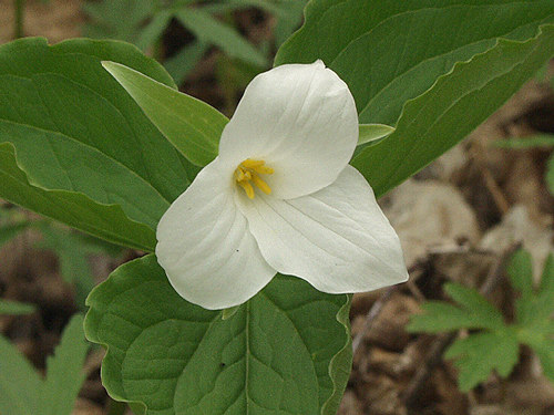 Trillium grandiflorum is among one of the showiest ephemeral flowers.