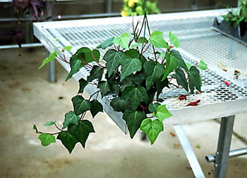 The Hedera canariensis is a very aggressive plant. In this 8