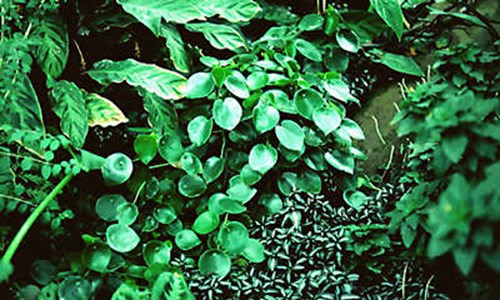 Peperomia polybatrya??? Coin Leaf Peperomia??