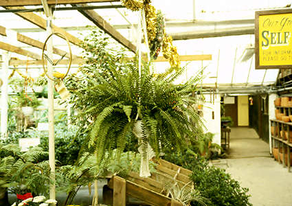 Boston Fern (Nephrolepis exaltata bostoniensis)
A 10" hanging basket. of Boston Fern.