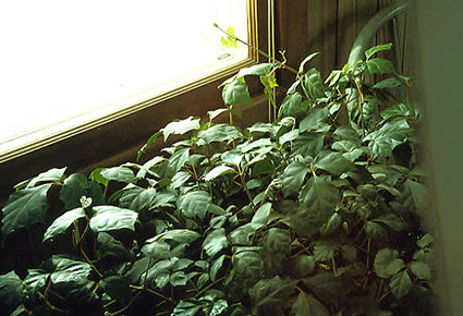 This plant is growing in a east window.