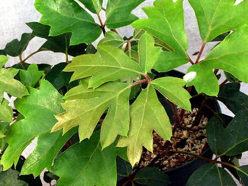 New leaves start out a light green and get darker as they get older.