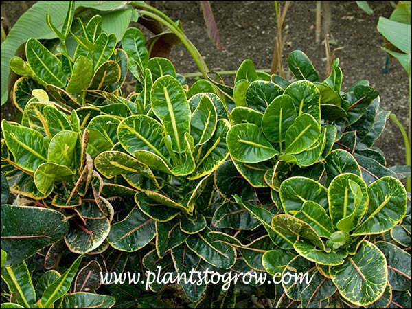 monstera deliciosa albo variegata kaufen Monstera Albo Variegata main image 1