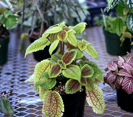 This plant in a 4 1/2" pot is showing typical colors of the foliage.  The bottom leaves are very yellow because the plant was pinched and they are being replaced by the new foliage.  Notice the waffle-like texture of the leaf.