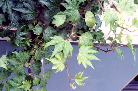 A close up of the leaves of "Green Francis". These are new leaves and the color is a lighter green.