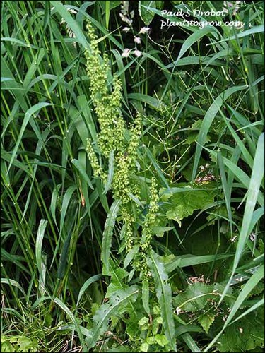 The flower inflorescence in the summer.