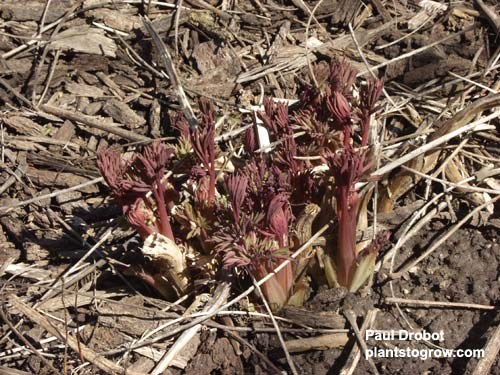 A pink/red bleeding heart emerging in the early spring.  If this was the White Bleeding Heart the stems would be a light green.
